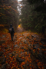 Hiker wears hoody with backpack walking on the path through a very dark mossy and rocky forest woods during autumn time. Hiking trail to Snieznik, Poland