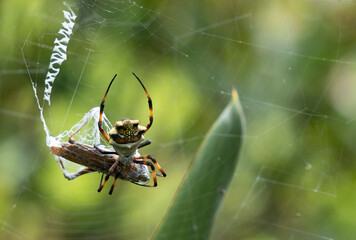 Spider web