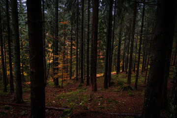 Obraz premium Path through a very dark mossy forest woods during autumn time. Hiking trail to Snieznik, Poland