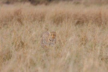 A photo of a leopard walking in tall savannah grassland in Masai Mara Kenya