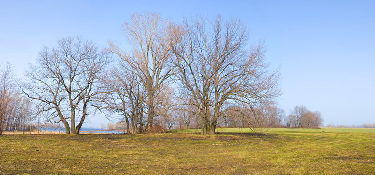 Panorama of a spring meadow with oak trees against a blue sky. April, meadows, countryside, ecology.