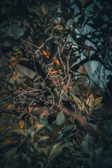 Beautiful sparrow looking around