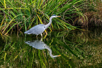 Grey Heron Tomb Water Reflection Habikino Osaka Japan
