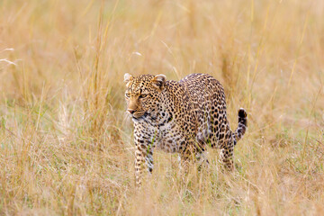 A photo of a leopard walking in tall savannah grassland in Masai Mara Kenya