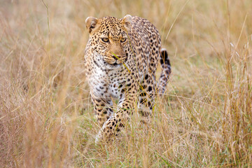A photo of a leopard walking in tall savannah grassland in Masai Mara Kenya