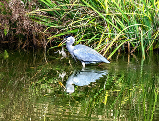 Grey Heron Catching Frog Water Reflection Habikino Osaka Japan