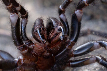 Defensive Female Sydney Funnel Web Spider with venom droplets on fangs
