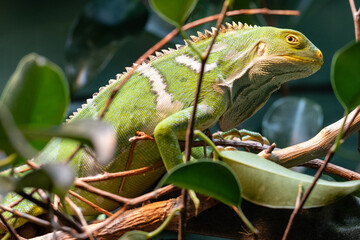 Critically Endangered Fijian Crested Iguana in Australian Zoo