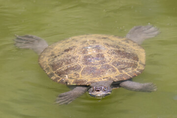 Captive Australian Hunter River Turtle