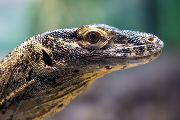 Close up of Juvenile Komodo Dragon