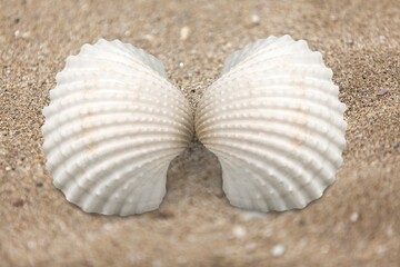 Beautiful mussels left by waves of sea on the beach