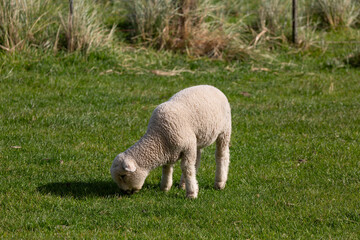 young lamb sheep in a green farmers field, NZ