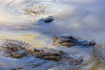 Close up of captive American Alligatora in Australian Zoo