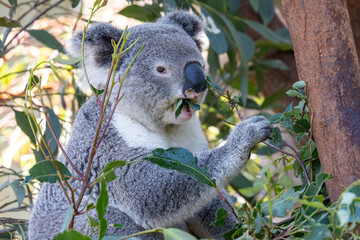 Captive Koala feeding on Eucalypt leaves