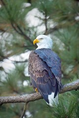 Majestic bald eagle on a branch.