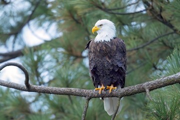 American bald eagle on a branch.
