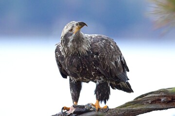 Eagle with fish in talon looks up.