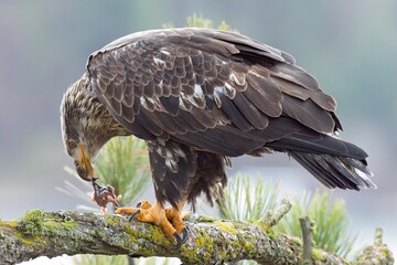 Side profile of young eagle with fish.