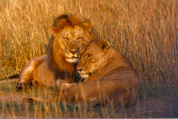 A pair of lion and lioness sitting in grassland in Masai Mara Kenya, in golden sunrise hour