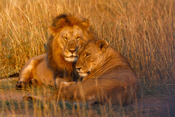 A pair of lion and lioness sitting in grassland in Masai Mara Kenya, in golden sunrise hour