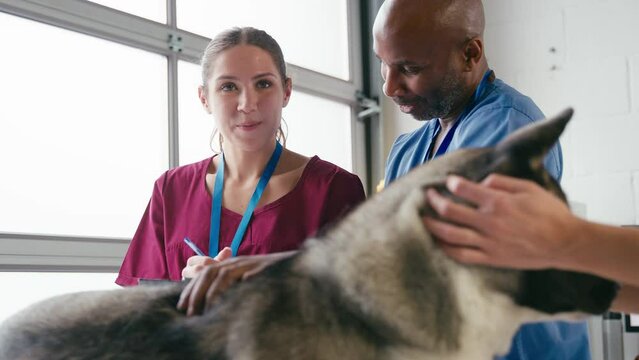 Close up of male and female veterinary team examining pet dog in surgery - shot in slow motion