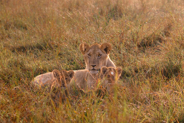 A backlit photo of Lion cubs with mother at Masai Mara, Kenya