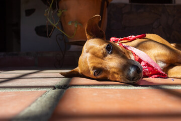 Dog sleeping on the floor in the shade of the sun. Selective focus.