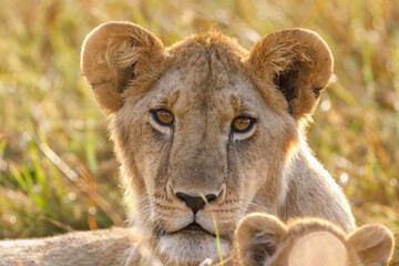 A photo of lioness in Masai Mara looking straight into the camera.