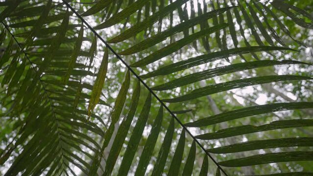Panning Shot Of Low Angle View Of Green Leaves In Amazon Jungle - Manaus , Brazil