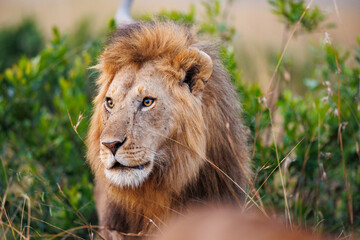 Naklejka na ściany i meble A closeup photo of a lion in Masai Mara Kenya