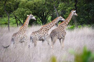Three adult giraffes in tall grass  in a nature reserve in Zimbabwe
