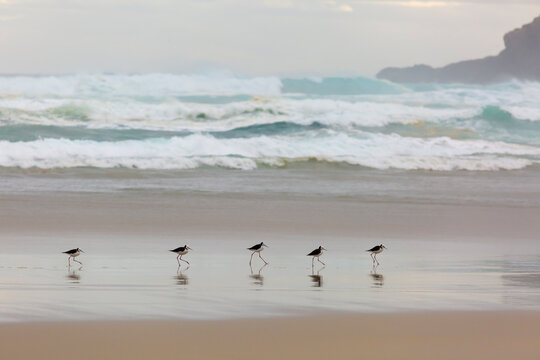 pied stilt new Zealand Native Coastal bird, on the beach with dramatic waves, South Islands sandfly bay