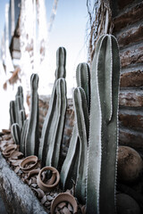 Cactus mexicanos
