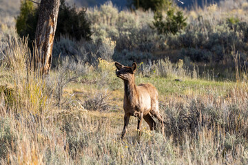 Young female elk in Yellowstone National Park