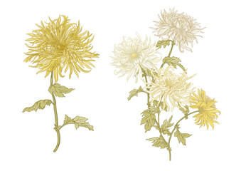 Chrysanthemum decorative flowers and leaves in art nouveau style, vintage, old, retro style. Clip art, set of elements for design. Vector illustration