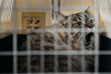 In the vet's office, a cat in a carrier expresses its displeasure by hissing at those nearby.