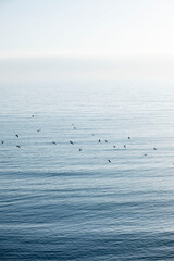 Birds crossing together