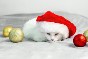 Funny Cute beautiful Christmas white fluffy Angora cat wearing Christmas red Santa hat lying on blanket. Celebrating New Year festive background card. domestic pet,gift box,mock up