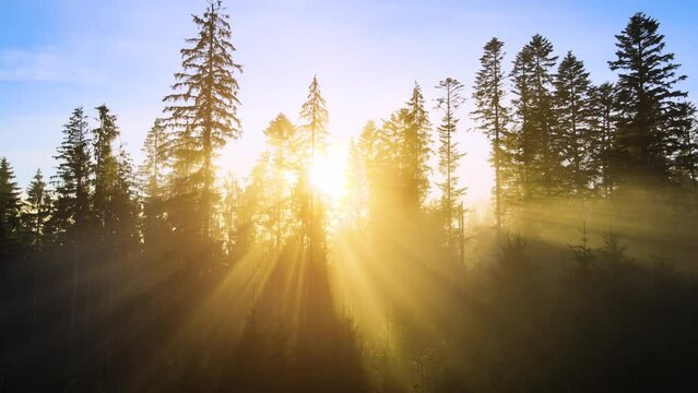 Foggy pine woods at sunset with spruce trees and sun rays shining through branches in autumn mountains
