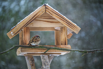 Fluffed up tree sparrow sitting in a wooden bird feeder house and eating a sunflower seed on a cold, snowy day in winter, copy space, selected focus