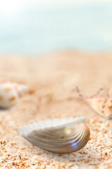 Beautiful mussels left by waves of sea on the beach