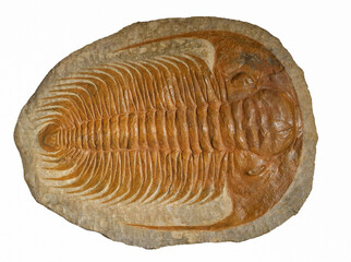 close up on Trilobite fossil isolated on white background