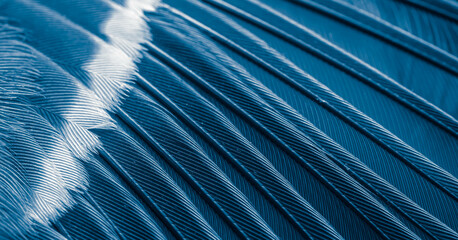 blue feather pigeon macro photo. texture or background