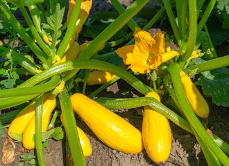 Yellow squash in the farm field