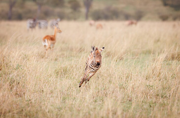 A zebra foal shot in open grassland in Masai Mara Kenya