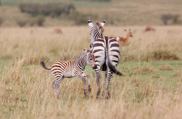 Obraz premium A zebra foal with mother shot in open grassland in Masai Mara Kenya