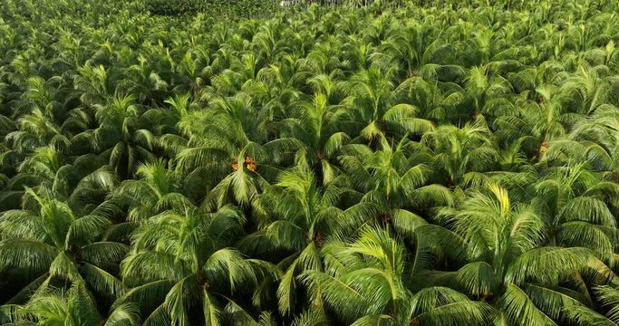 Aerial footage of king coconut fruits grow on tree