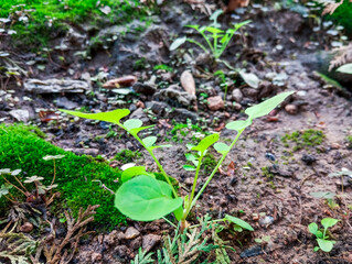 Natural green growing plants on sunny day.Small natural growing plants.