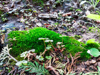 Natural green growing plants on sunny day.Small natural growing plants.