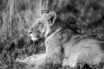 A subadult lioness in open savannah in Masai Mara Kenya. This is a black and white photo